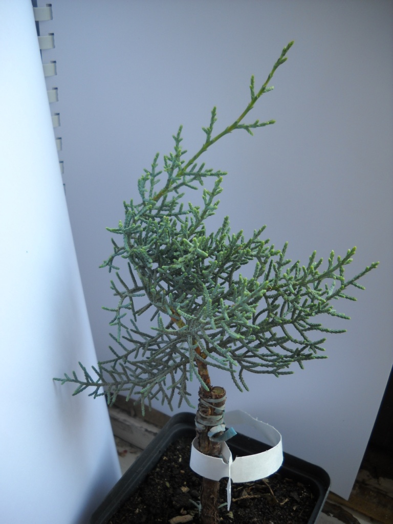 bonsai paraziták