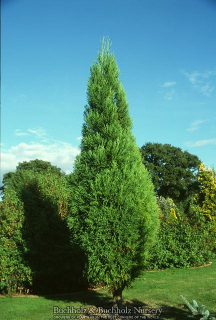 Thuya Holm Balle 25-30 cm-Thuja occidentalis