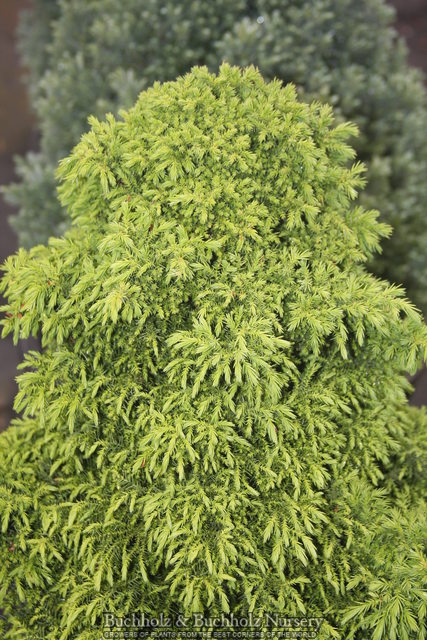 Thuya Holm Balle 25-30 cm-Thuja occidentalis