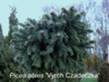 Picea abies Vyrch Czadeczka HB (Tomszak)  