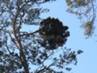Pinus sylvestris Naftobaza 4 HB