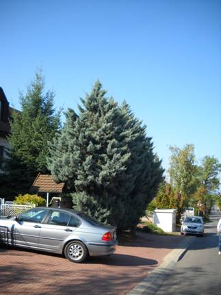 Juniperus conferta 'Silver Mist' - Iseli Nursery