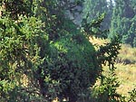 WB on Picea schrenkiana (Alma-Ata)
Фото Владимира Эпиктетова