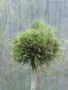 Pinus sylvestris akowice HB 1