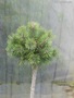 Pinus sylvestris akowice HB 3
