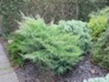Juniperus communis Lewandowski (siewka)