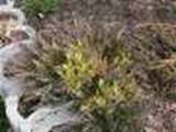 Juniperus horizontalis Andora Select Szewczyk