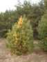 Pinus sylvestris (Burdan) 2