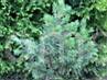 Pinus sylvestris Jaworzno B  HB (Tomszak)      