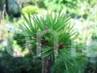 Pinus sylvestris wierczyniec P         