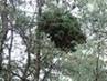Pinus banksiana Głowno 110908 LEWANDOWSKI