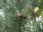 Pinus nigra Prabuty