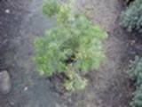 Juniperus chinensis  Mint Julep  variegated (fot Saidi)