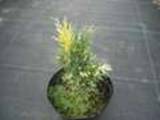 Juniperus sabina -mutacja (Wolski)