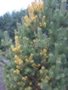 Pinus sylvestris Daria