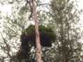 Pinus sylvestris HB (Burdan)