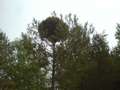 Pinus sylvestris HB (Kolodziej)