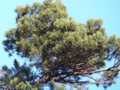 Pinus sylvestris HB (Lewandowski)