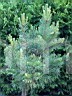 Pinus sylvestris Jaworzno C HB (Tomszak)