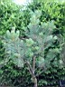 Pinus sylvestris Jaworzno G HB (Tomszak)       