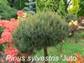 Pinus sylvestris Juto            