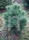 Pinus sylvestris Kartuzy            