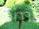 Pinus sylvestris Księżna Anhalt Hb 2            