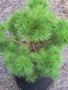 Pinus sylvestris Watereri Lewandowski (siewka 2)