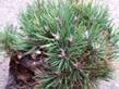 Pinus sylvestris 16 M 061207 (Lewandowski)