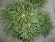 Pinus sylvestris 27 TM181207 (Lewandowski)