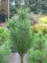 Pinus sylvestris Fastigiata Lewandowski (siewka)