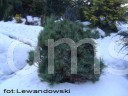 Pinus sylvestris HB Lewandowski             