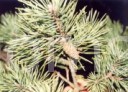 Pinus sylvestris Mętków            