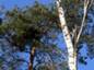 Pinus sylvestris Naftobaza 5 HB