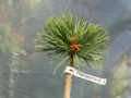 Pinus sylvestris Paprotnia