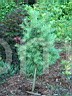 Pinus sylvestris Pelnik 1998_2            
