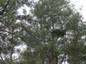 Pinus sylvestris Polesie LEWANDOWSKI
