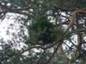 Pinus sylvestris Slotwiny 2 (Lewandowski)