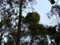 Pinus sylvestris Slotwiny 3 (Lewandowski)