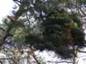 Pinus sylvestris Slotwiny 5 (Lewandowski)