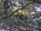 Pinus sylvestris Slotwiny 6 (Lewandowski)