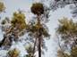 Pinus sylvestris Stasiak