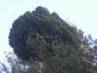 Pinus sylvestris HB (Wolski)
