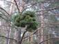 Pinus sylvestris HB2 (Wolski)