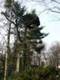 Pinus sylvestris Wroclaw HB