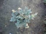 Juniperus horizantalis Blue Chip variegated (fot Saidi)