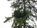 Picea pungens HB (Burdan)