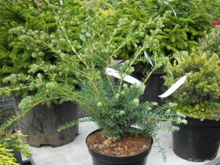 Podocarpus  Ktiszafa  Stone-yew