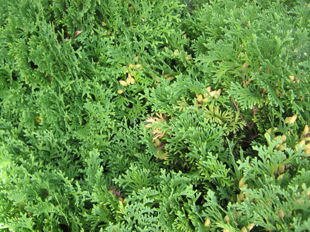 Thuja  Tuja  Arborvitae