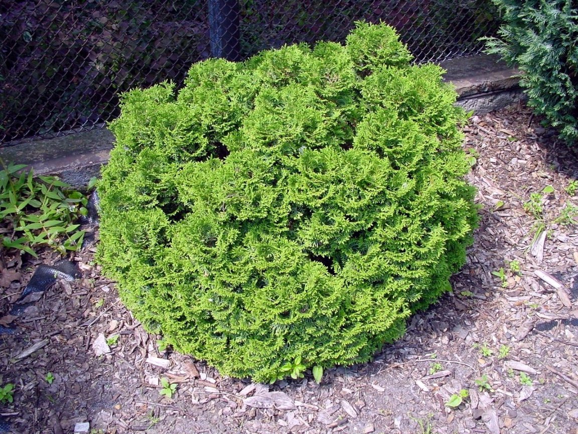 pictures of wisteria Amethyst Falls Wisteria Vine (American Wisteria) for Sale Online